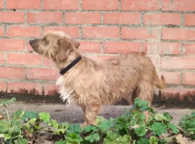 Cacahuete, male 3yo Dachshund for adoption at Animales Rioja