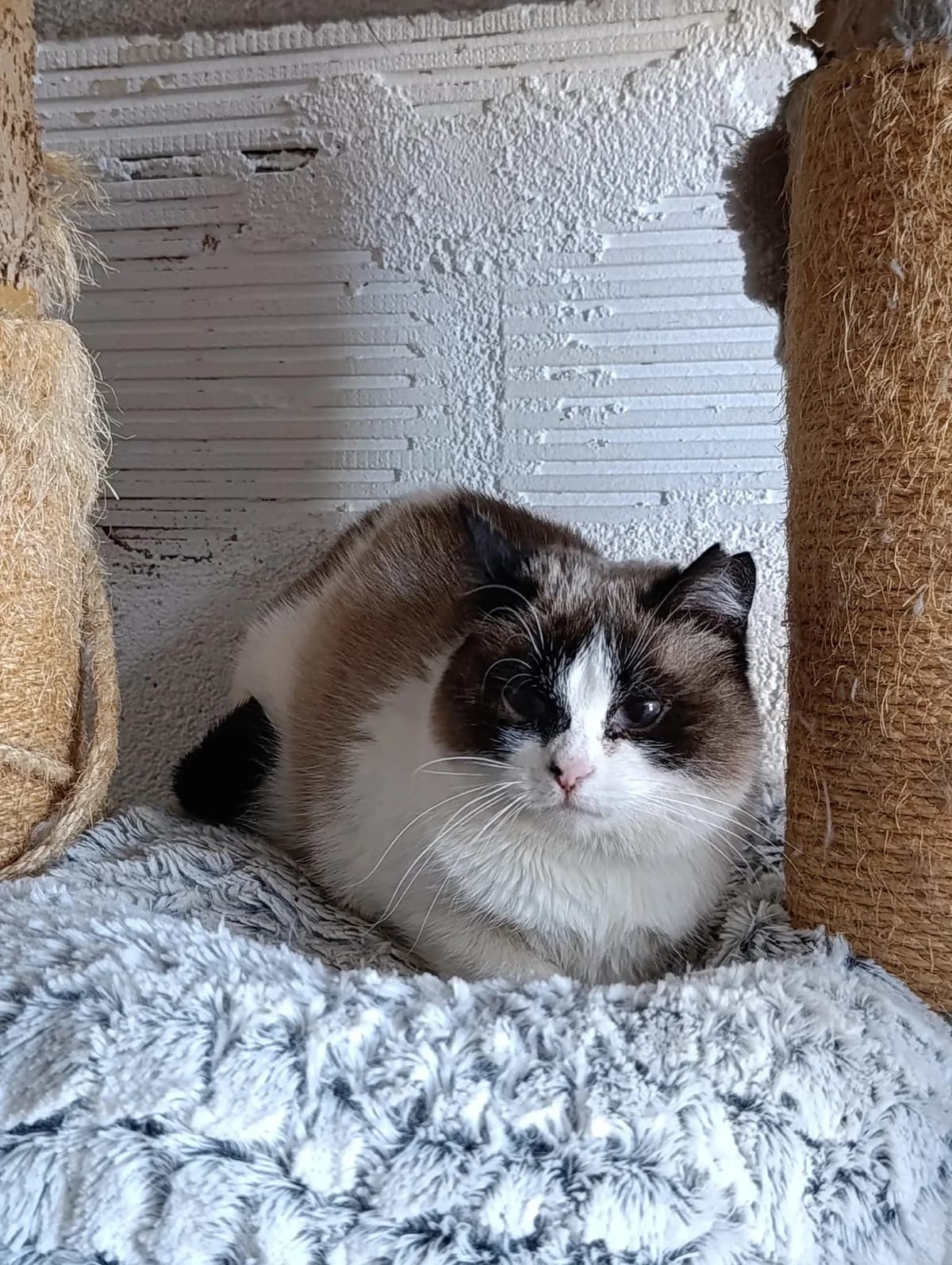 Canela, female young Ragdoll for adoption at Animales Rioja