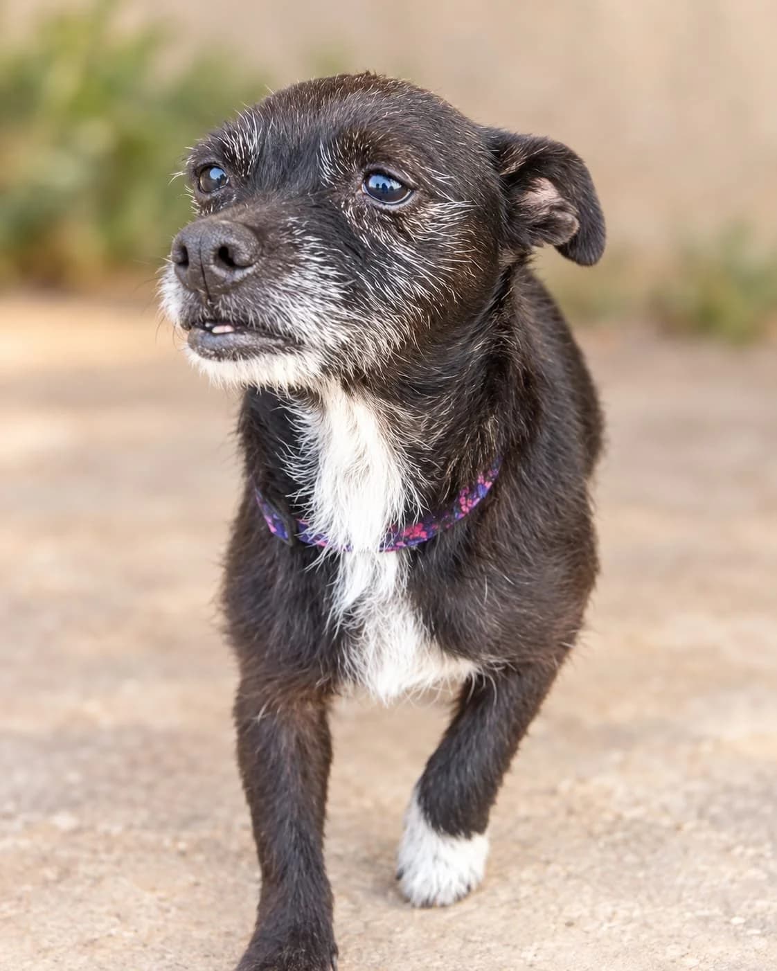 Estrellita, female senior Mixed Breed for adoption at Animales Rioja
