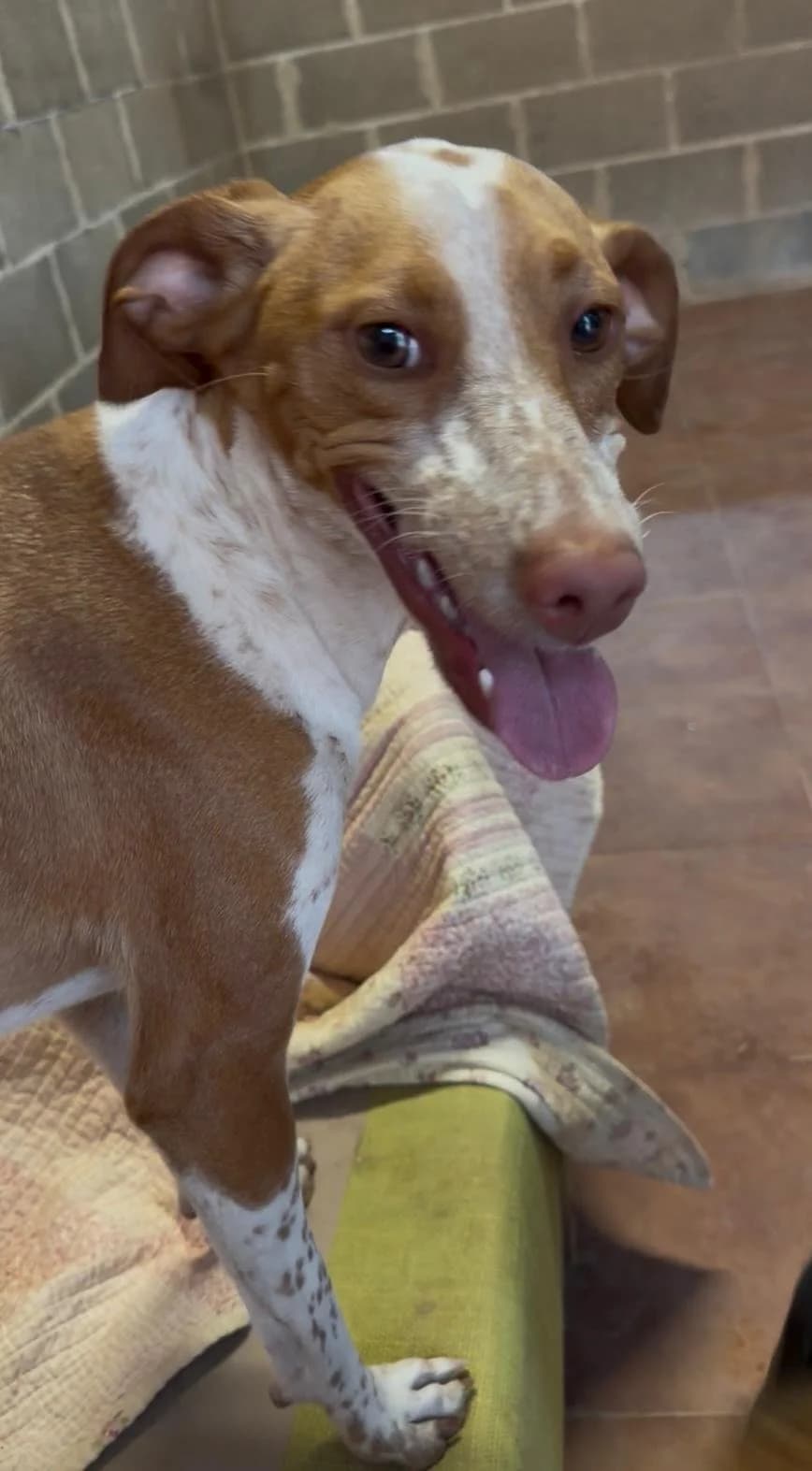 Kira, female young Mixed Breed for adoption at Animales Rioja