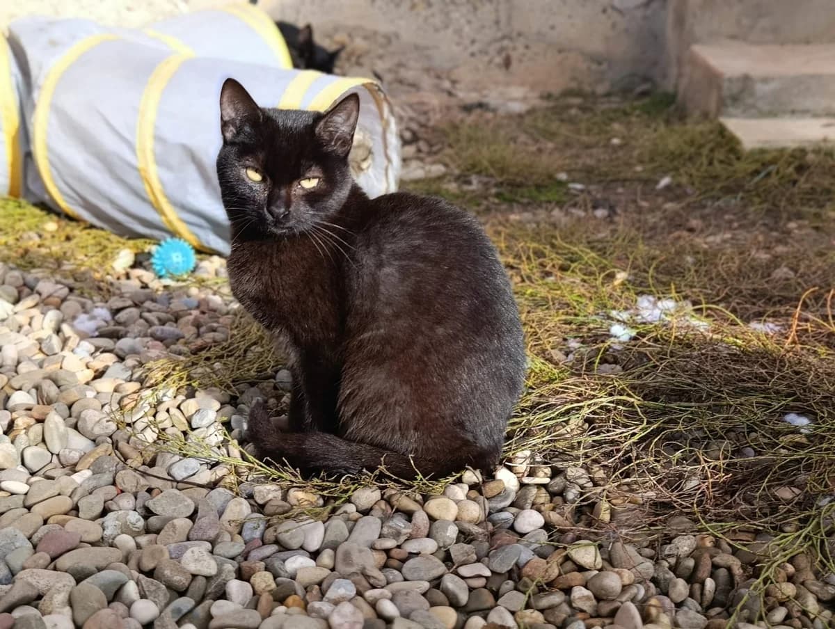 Lilian, female young European Shorthair for adoption at Animales Rioja