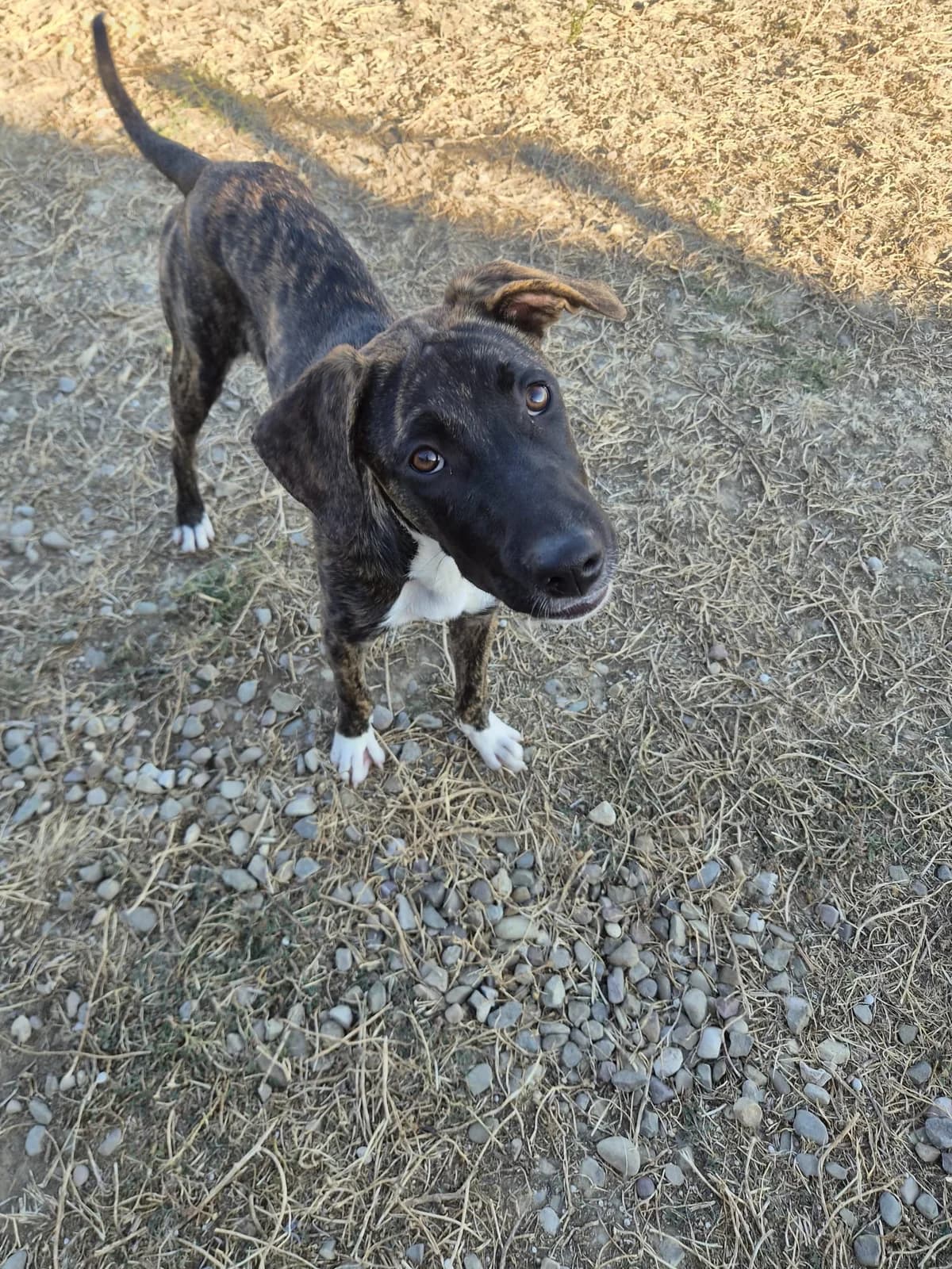 Lola, female puppy Mixed Breed for adoption at Animales Rioja