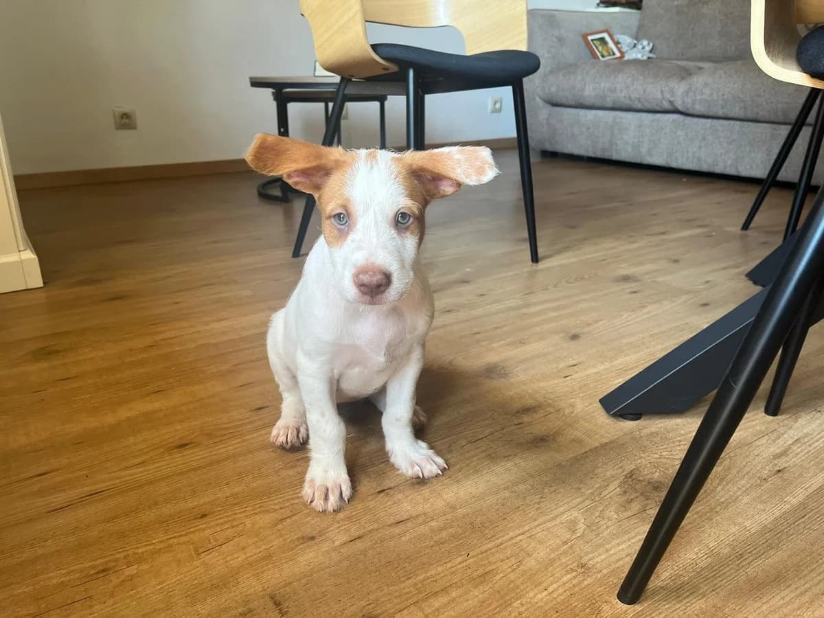 Mili, female puppy Podenco for adoption at Animales Rioja