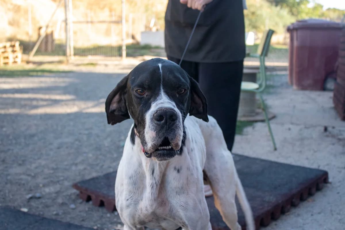 Naranjito, male 3yo Pointer for adoption at Animales Rioja