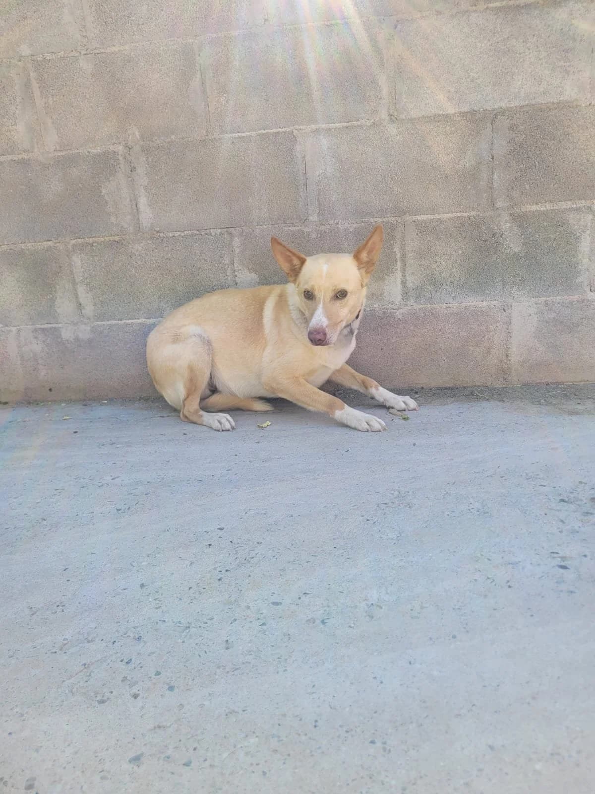 OSO, male 6yo Mixed Breed for adoption at Animales Rioja