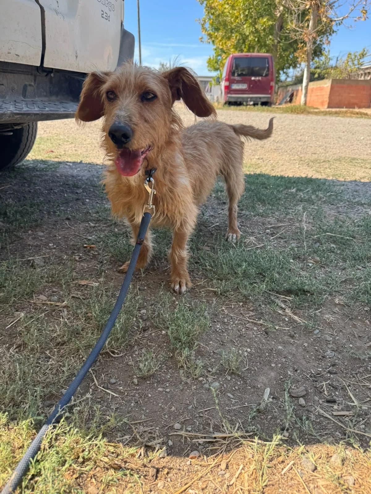Paco, male puppy Basset Hound for adoption at Animales Rioja