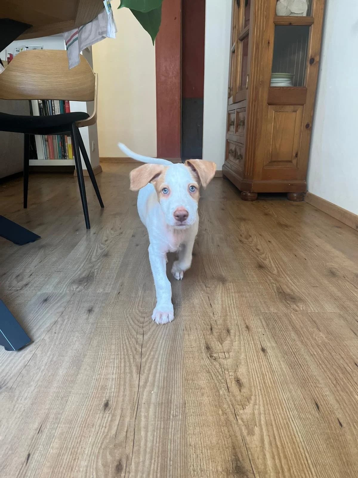 Pili, female puppy Podenco for adoption at Animales Rioja