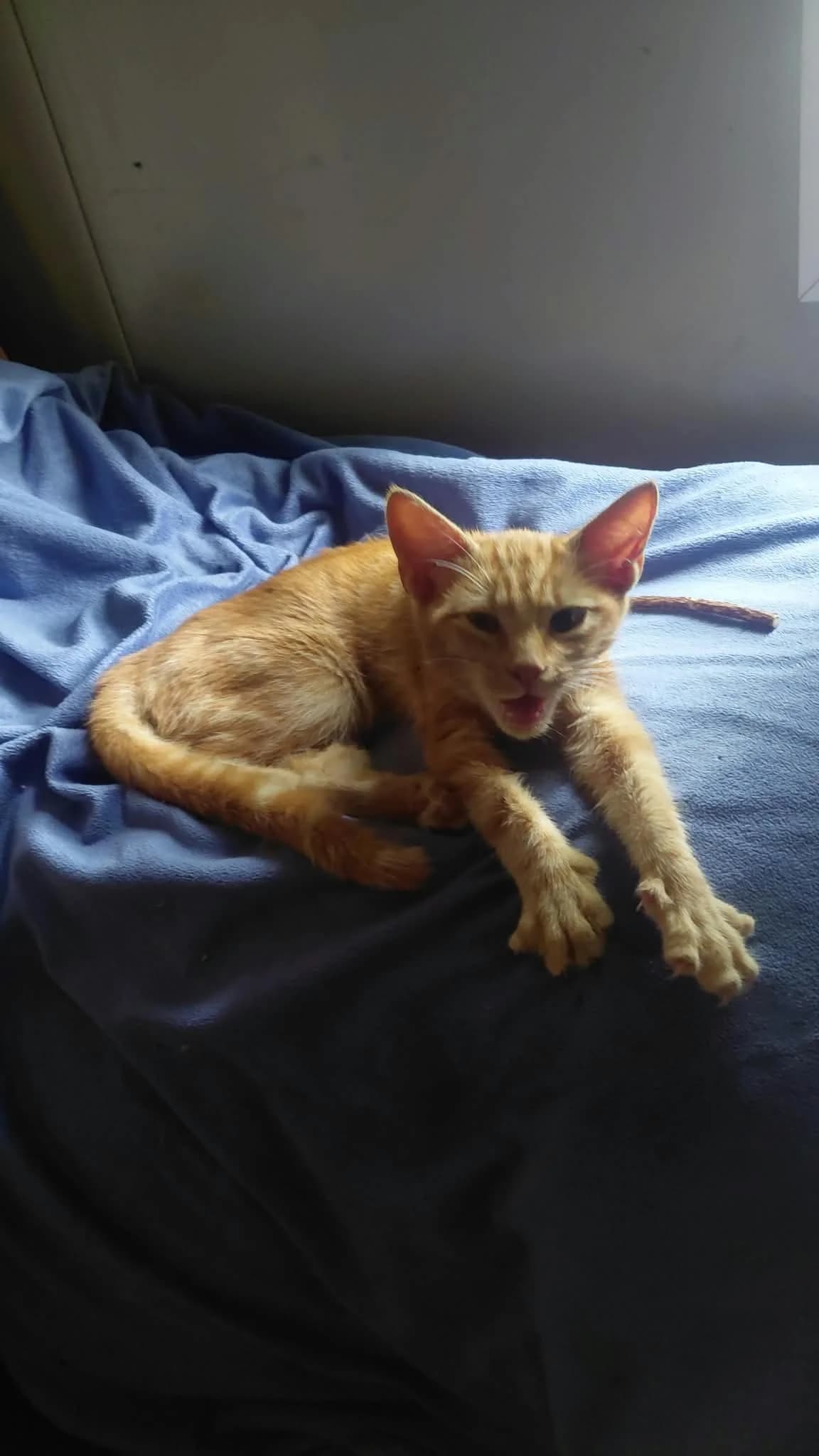 Pipo, male puppy European Shorthair for adoption at Animales Rioja