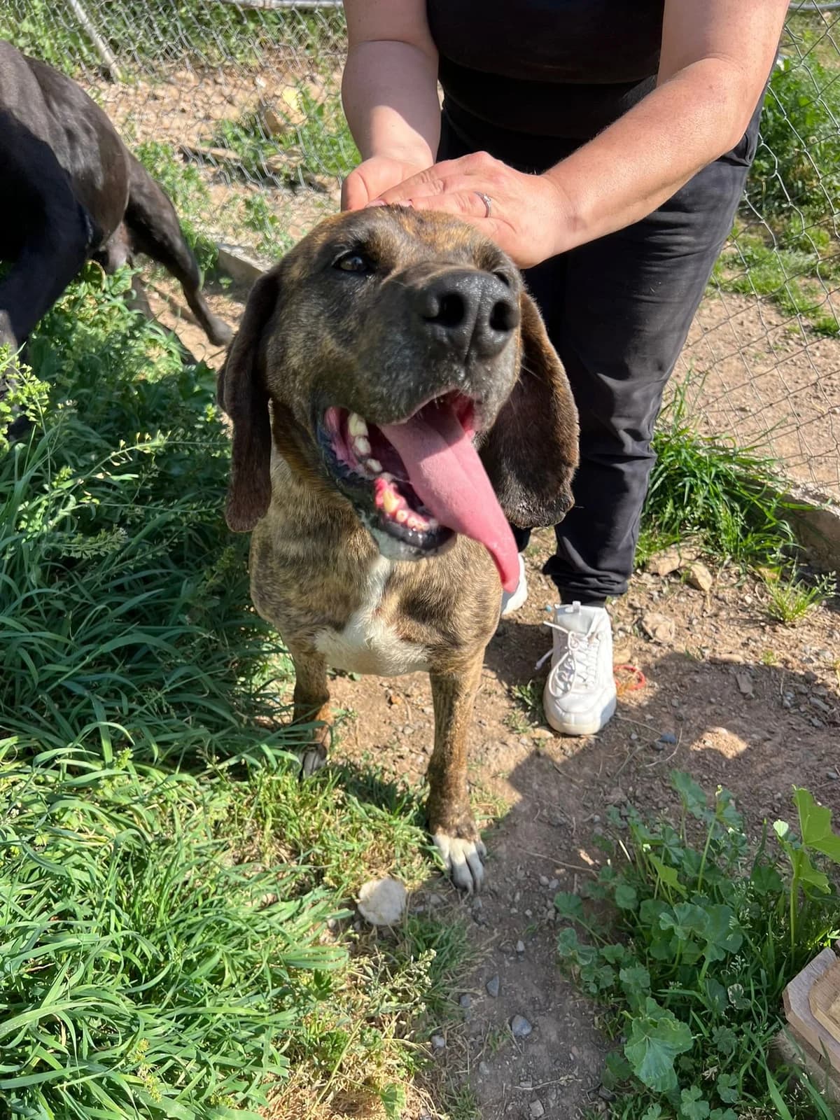 Rocky, male senior Mixed Breed for adoption at Animales Rioja
