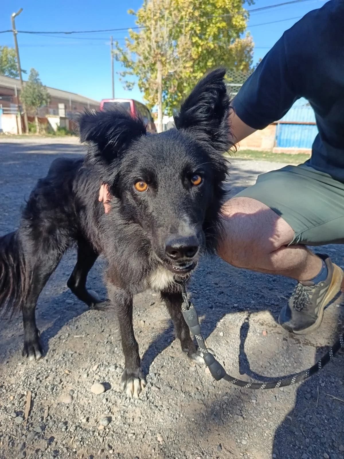 Simba, male young Border Collie for adoption at Animales Rioja