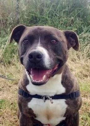 DARCO, male senior American Staffordshire Terrier for adoption at Animals Sense Sostre