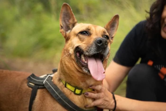 PIMIENTA, female senior Podenco for adoption at Animals Sense Sostre