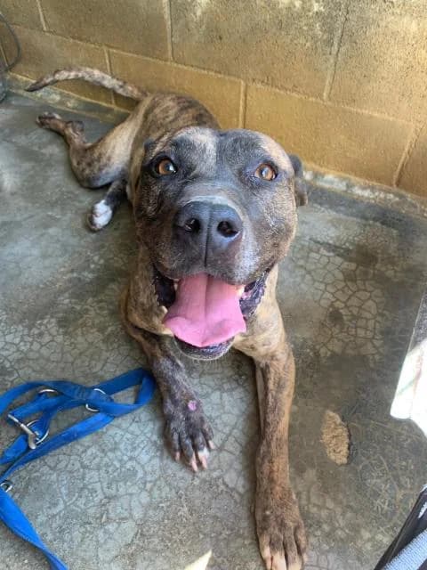 MUFFIN, male senior Pit Bull Terrier for adoption at Animals Sense Sostre