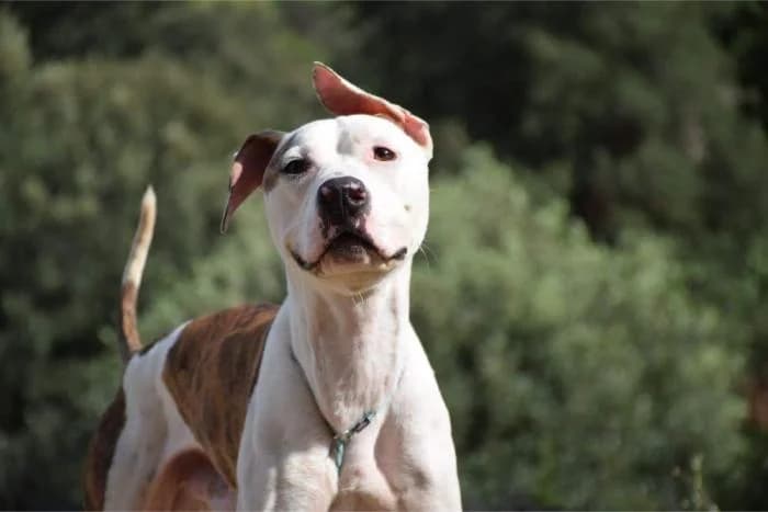 Marco Polo, male senior American Staffordshire Terrier for adoption at Animals Sense Sostre