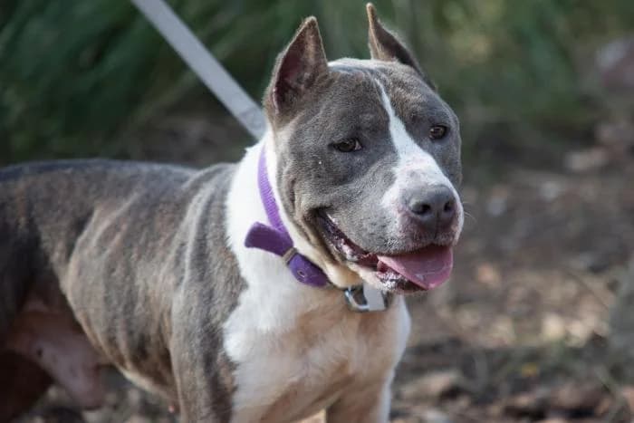 Spider, male senior American Staffordshire Terrier for adoption at Animals Sense Sostre