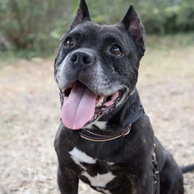Kravitz, male senior American Staffordshire Terrier for adoption at Animals Sense Sostre