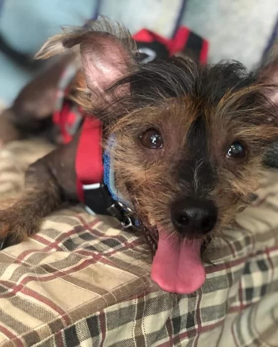Lobito, male 6yo Chinese Crested for adoption at Animals Sense Sostre