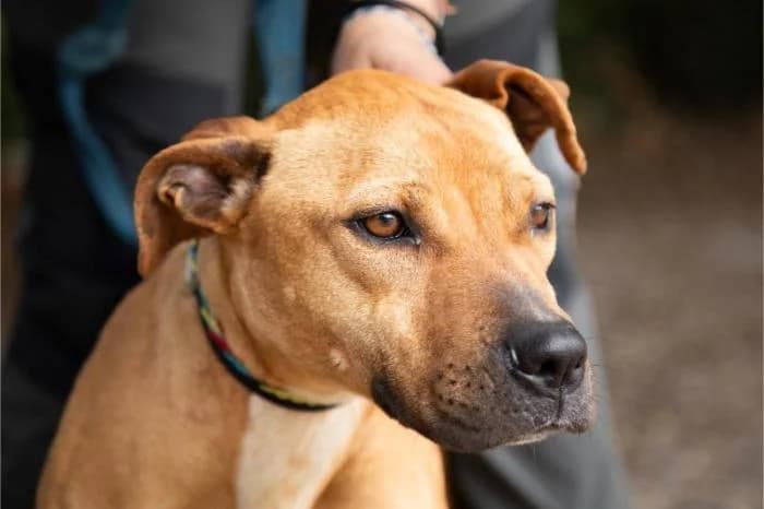 HIEDRA - YEDRA, female 5yo Staffordshire Bull Terrier for adoption at Animals Sense Sostre