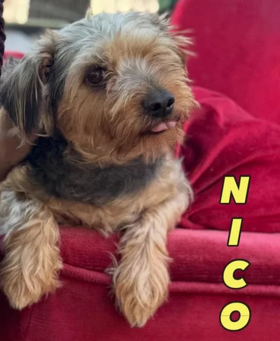 Nico, male 3yo Yorkshire Terrier for adoption at Animals Sense Sostre