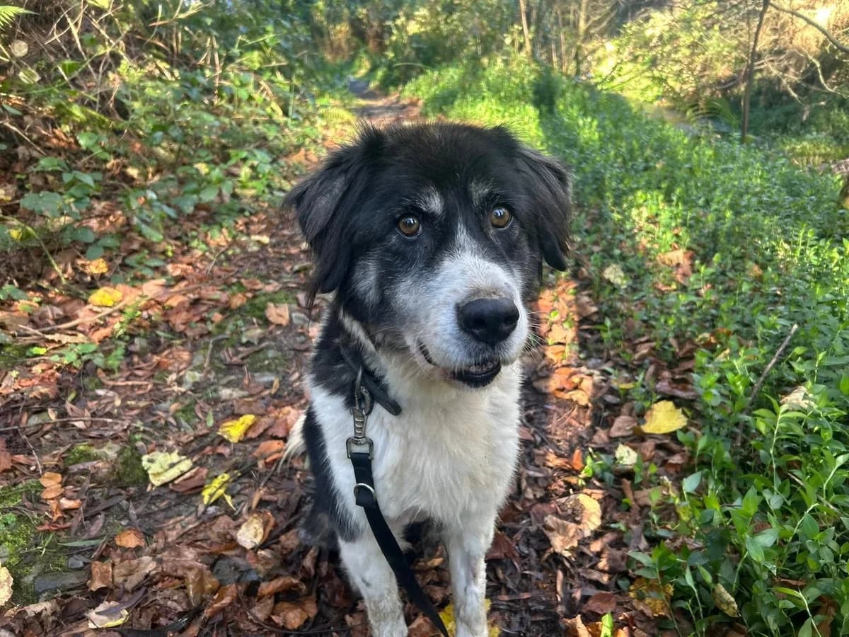 LAIKA, female senior Border Collie for adoption at APA Occidente Astur