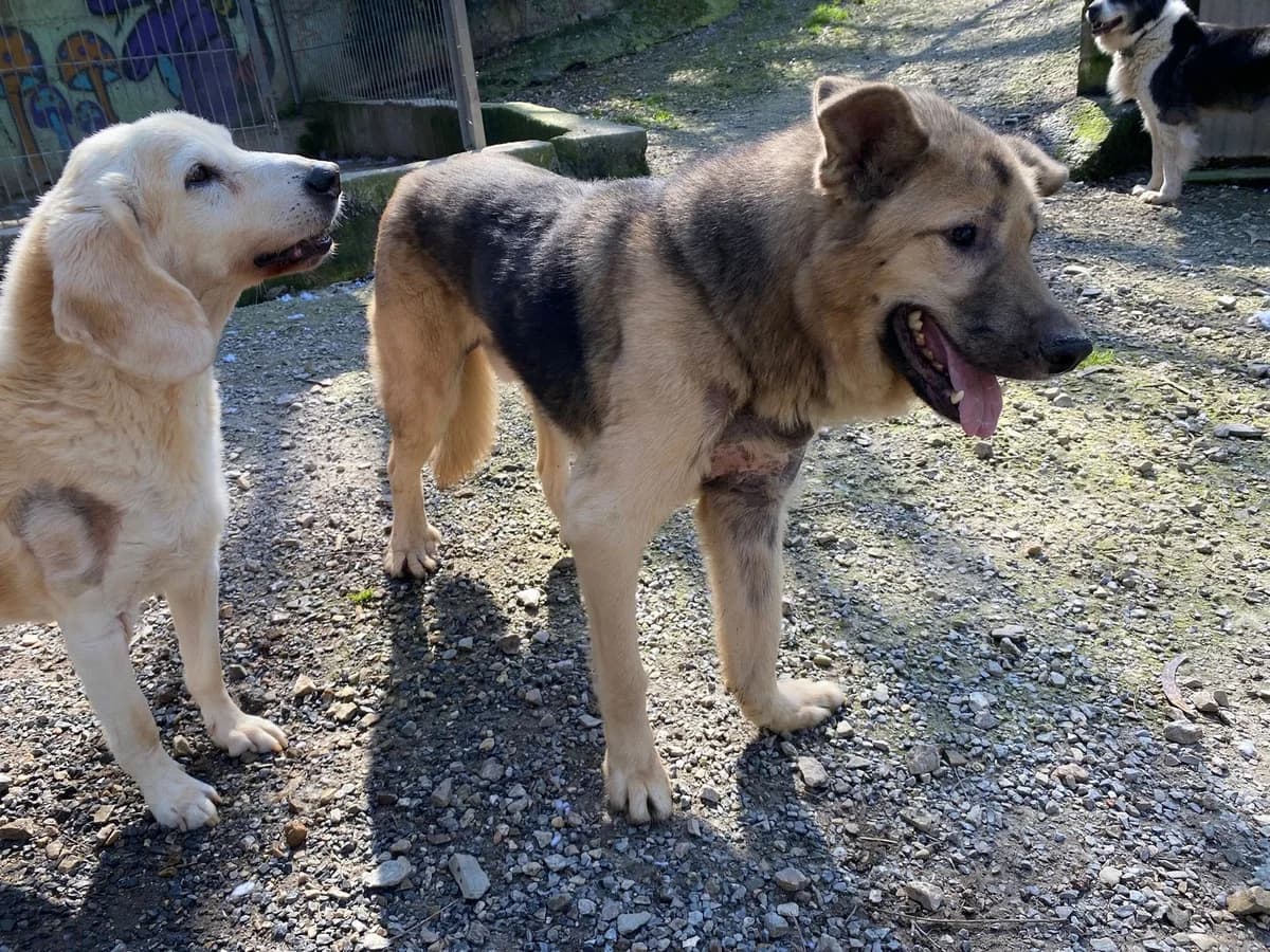 CHICO, male 5yo Mixed Breed for adoption at APA Occidente Astur