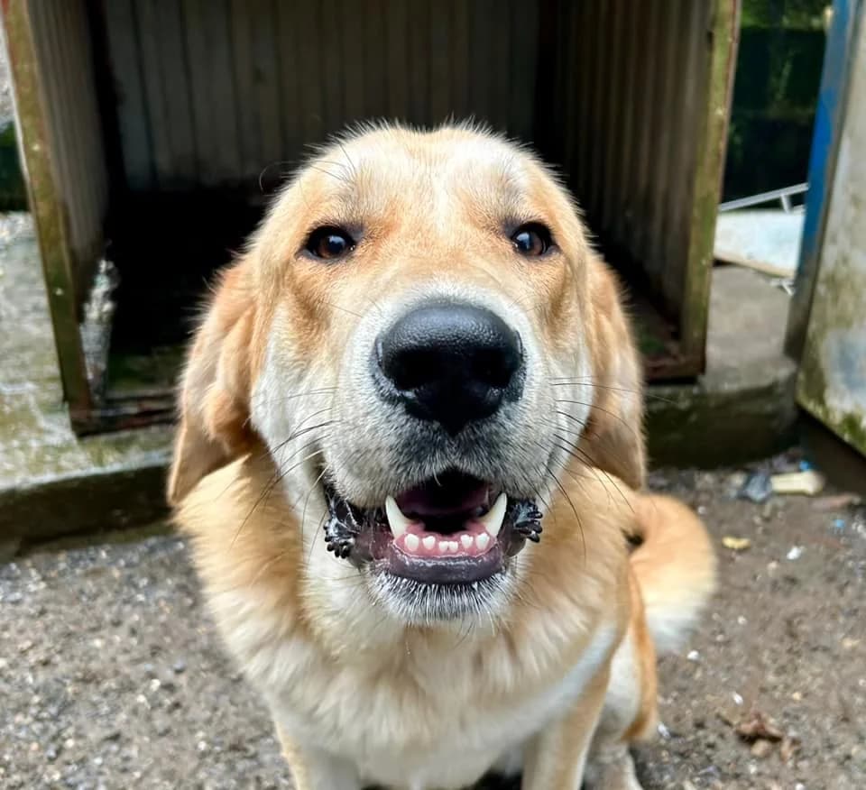 ROBIN, male 5yo Golden Retriever for adoption at APA Occidente Astur