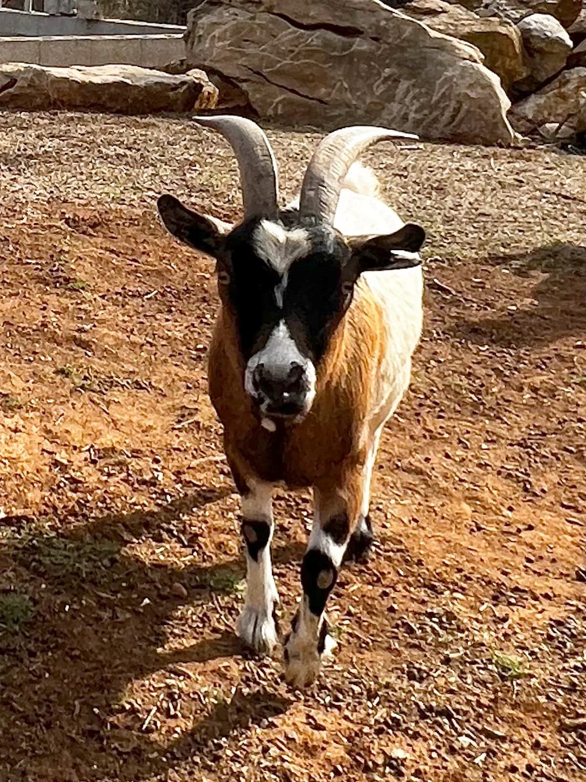 Enriqueta, female mixed breed for adoption at APAC Rescue Horses