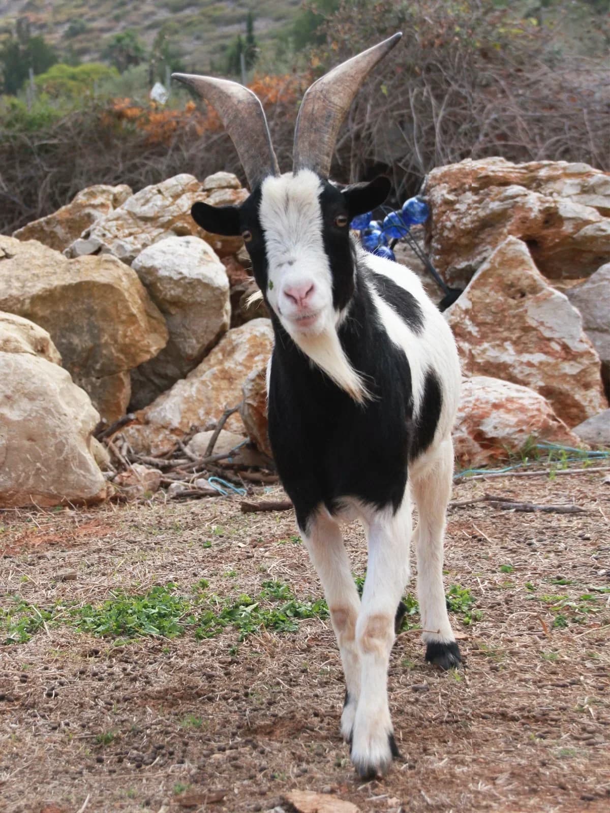 Henry, male mixed breed for adoption at APAC Rescue Horses