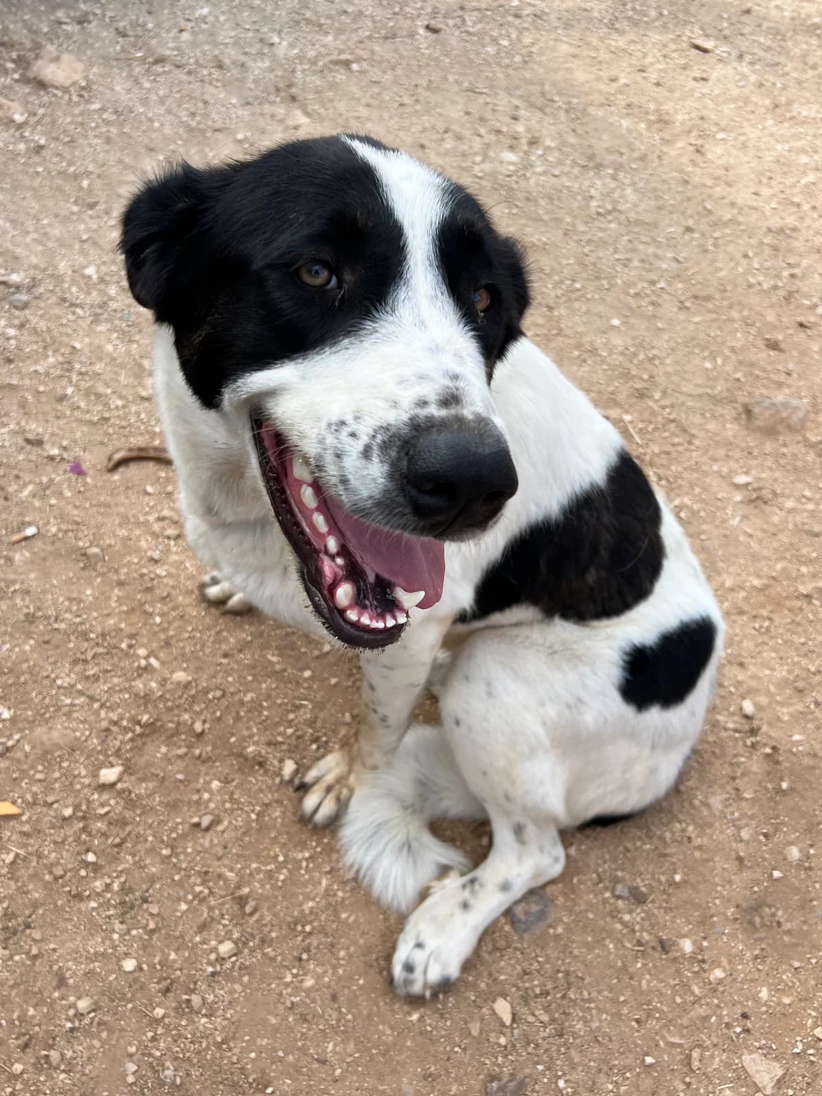 Luna, female mixed breed for adoption at APAC Rescue Horses