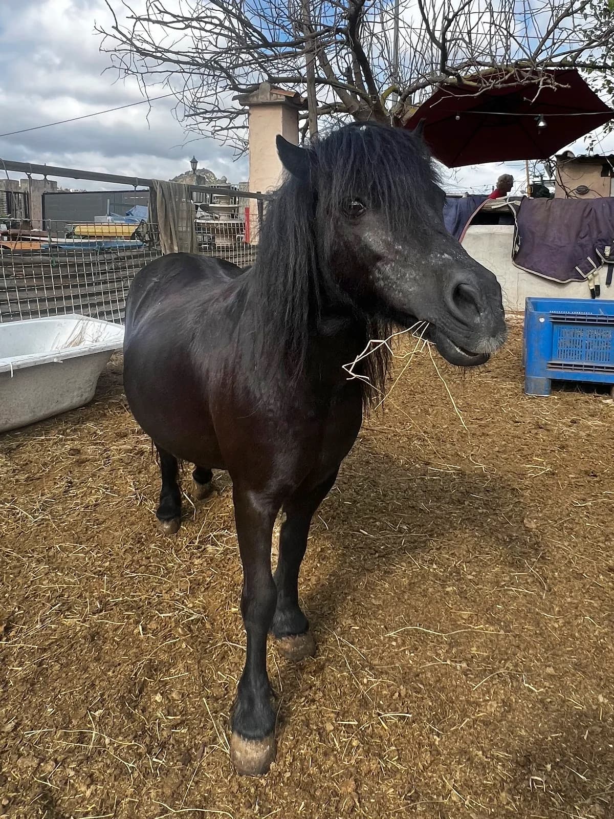 Patsy, female mixed breed for adoption at APAC Rescue Horses