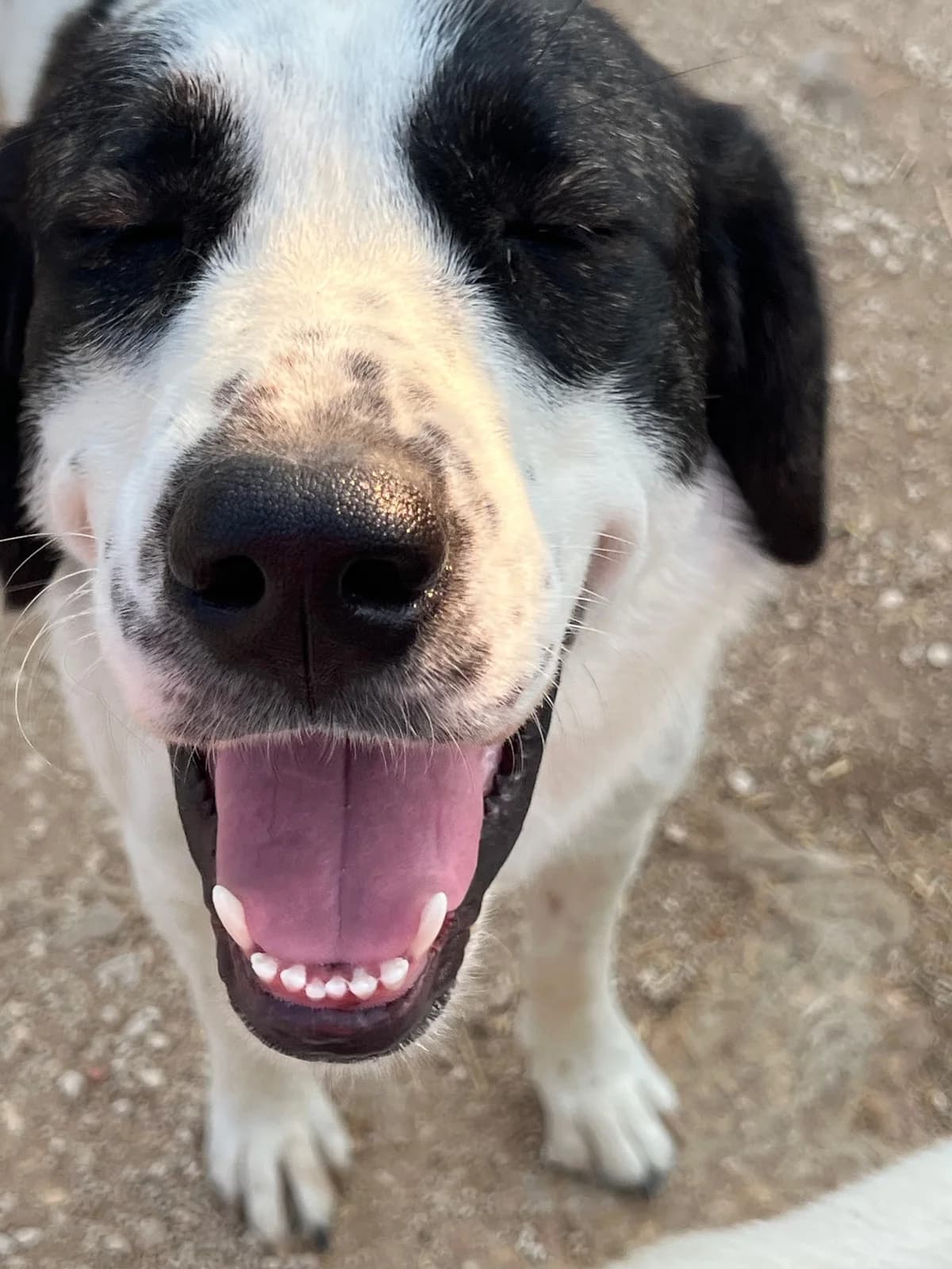 Sol, female mixed breed for adoption at APAC Rescue Horses