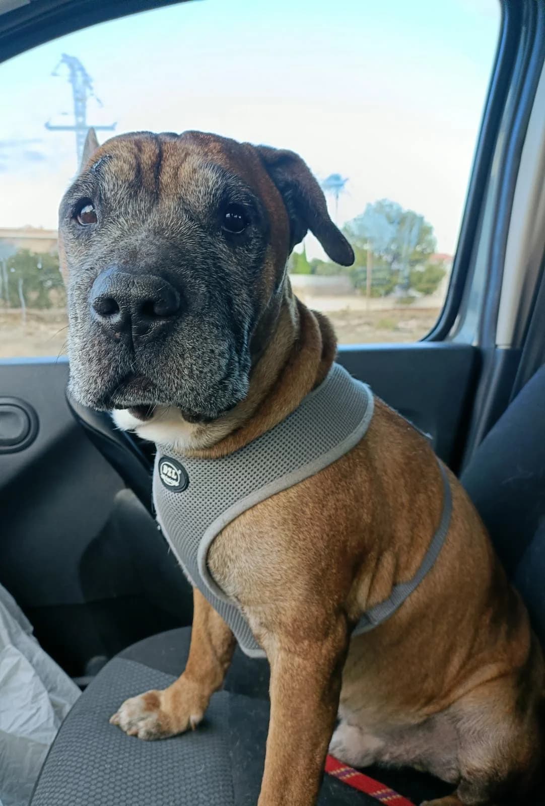 TAY, male Mixed Breed for adoption at APAC Campello, Campello
