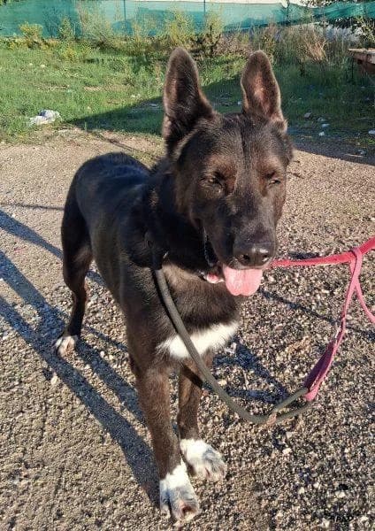 Bayron, male senior German Shepherd for adoption at APAD Dénia, Dénia