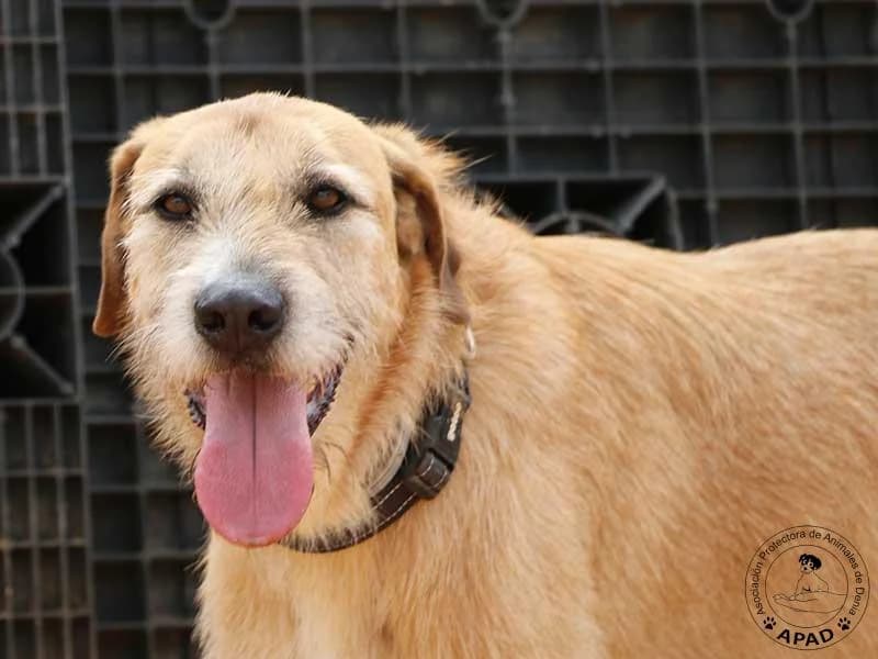 Bruno, male 6yo Mixed Breed for adoption at APAD Dénia, Dénia