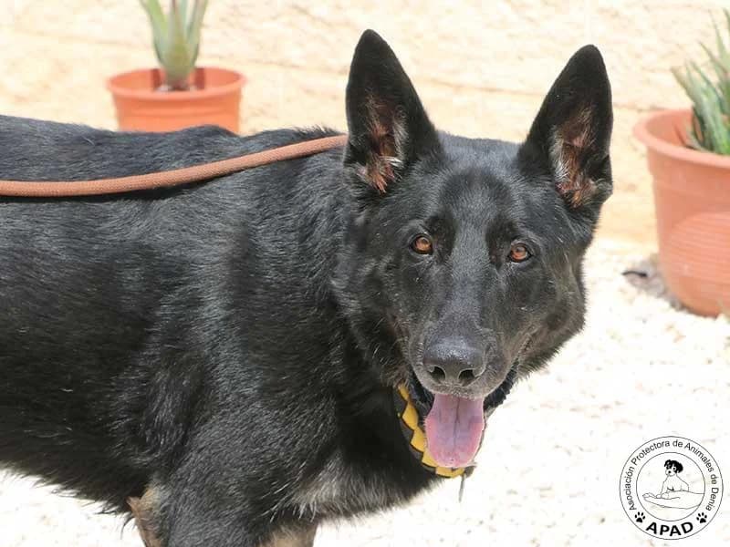 Buddy, male 6yo German Shepherd for adoption at APAD Dénia, Dénia