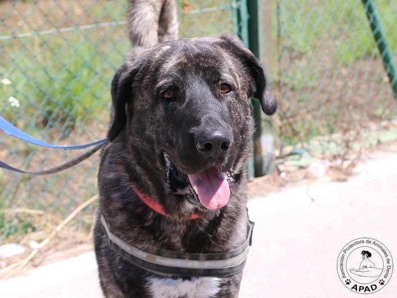 Chotty, Mixed Breed for adoption at APAD Dénia, Dénia