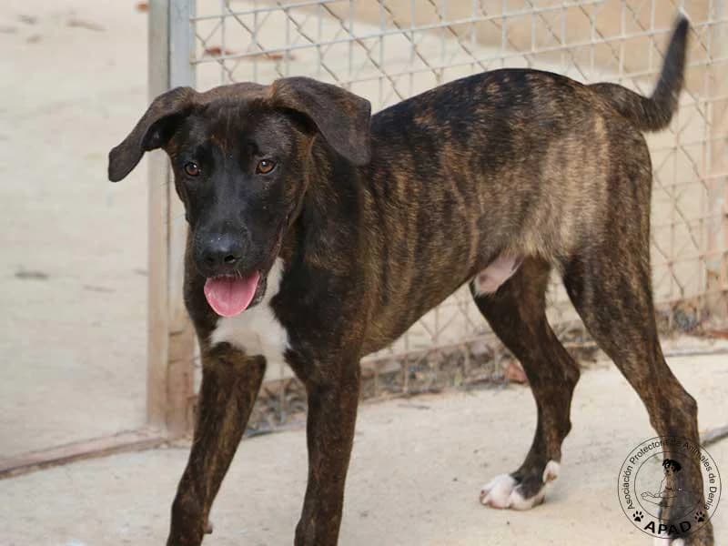 Djano, male puppy Mixed Breed for adoption at APAD Dénia, Dénia