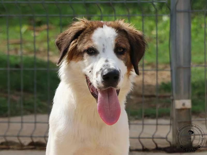 Giotto, male puppy Mixed Breed for adoption at APAD Dénia, Dénia