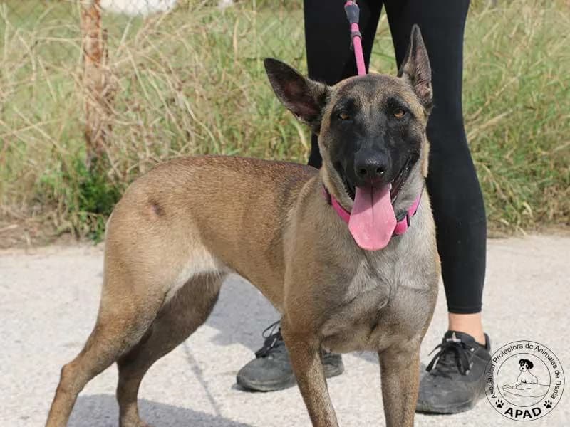 Gipsy, male 5yo Belgian Malinois for adoption at APAD Dénia, Dénia