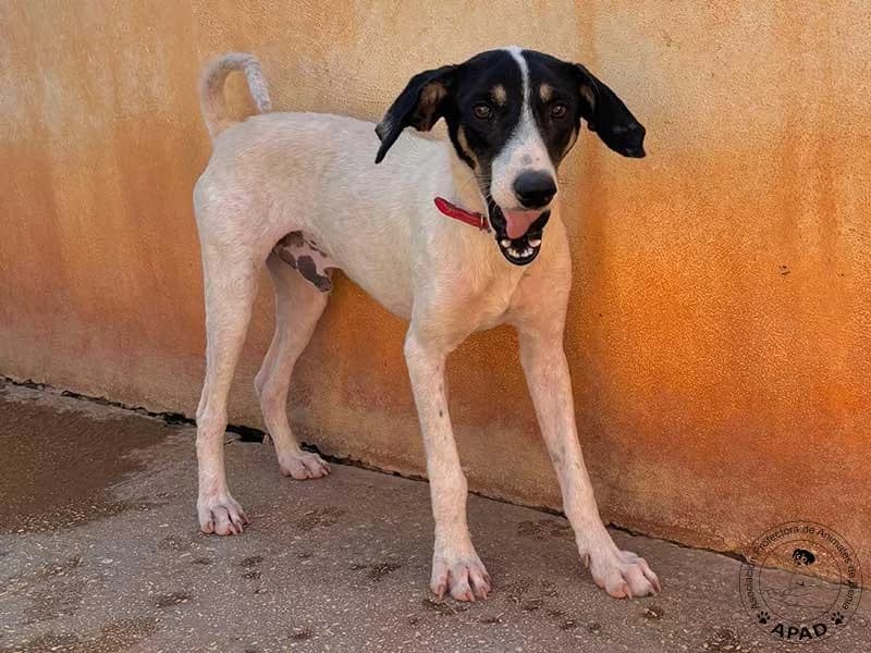 Hendrix, male young Mixed Breed for adoption at APAD Dénia, Dénia