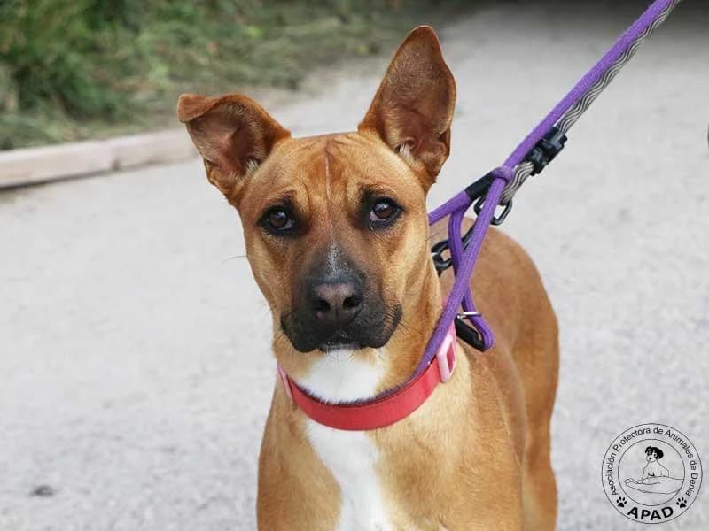 Linda, male young Mixed Breed for adoption at APAD Dénia, Dénia