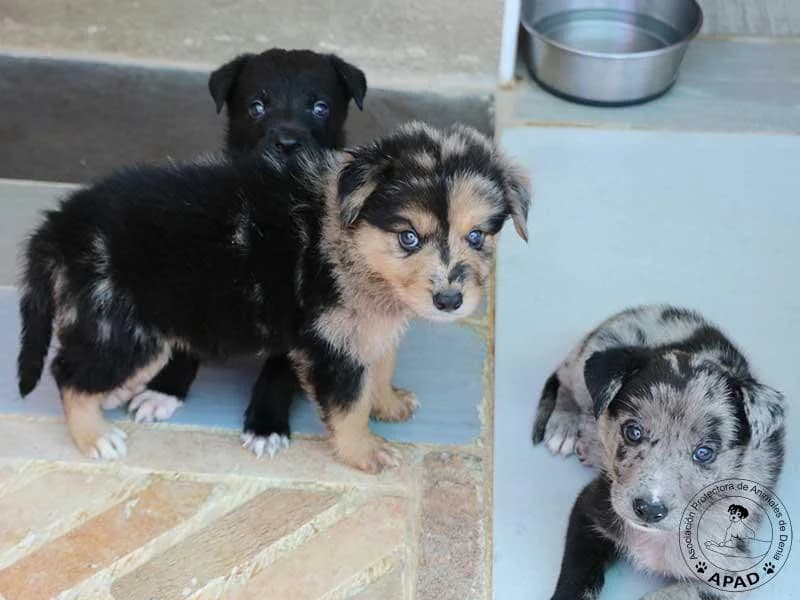 Lola, male puppy Mixed Breed for adoption at APAD Dénia, Dénia