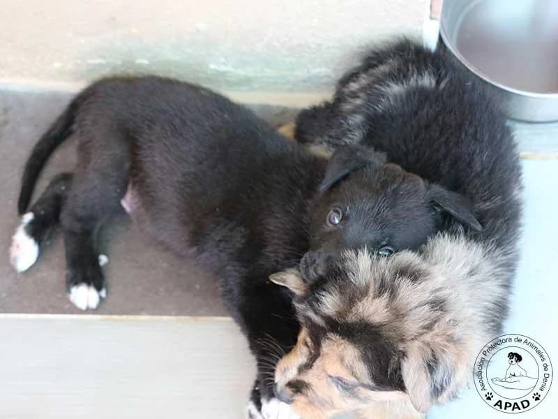 Onyx, male puppy Mixed Breed for adoption at APAD Dénia, Dénia