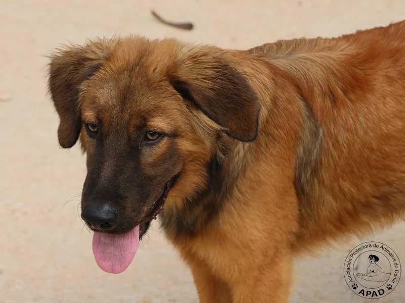 Picasso, male puppy Mixed Breed for adoption at APAD Dénia, Dénia