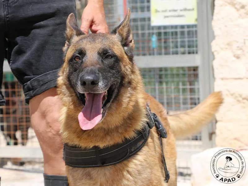 Rex, Mixed Breed for adoption at APAD Dénia, Dénia