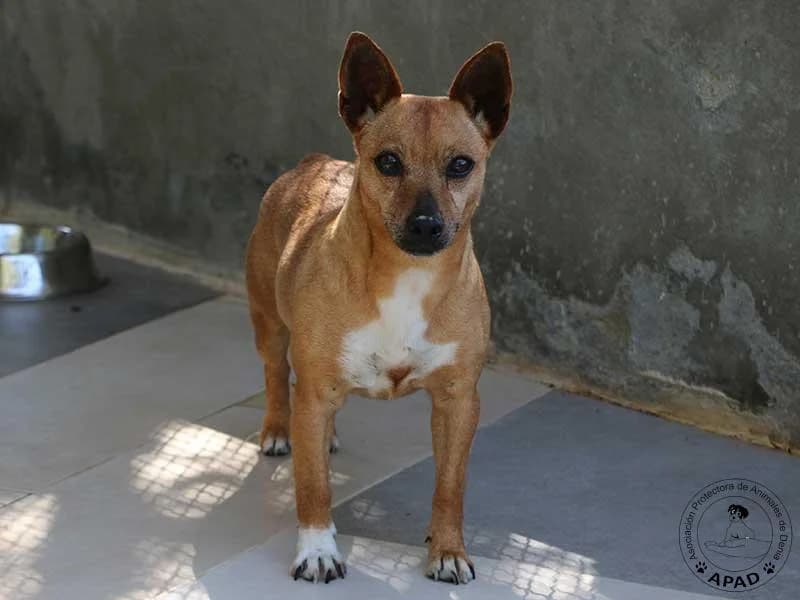 Suki, male 3yo Mixed Breed for adoption at APAD Dénia, Dénia