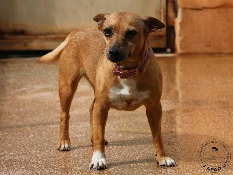 Suki, male 3yo Mixed Breed for adoption at APAD Dénia, Dénia