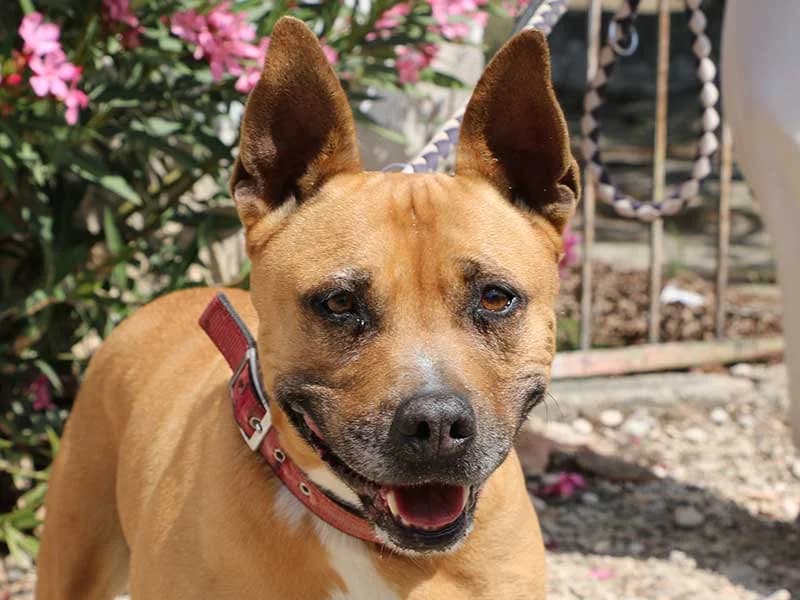 Xula, male senior American Staffordshire Terrier for adoption at APAD Dénia, Dénia