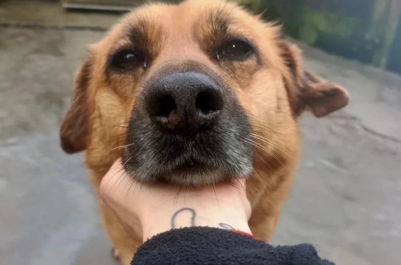 TOKI, 4yo Mixed Breed for adoption at APADAN A Coruña
