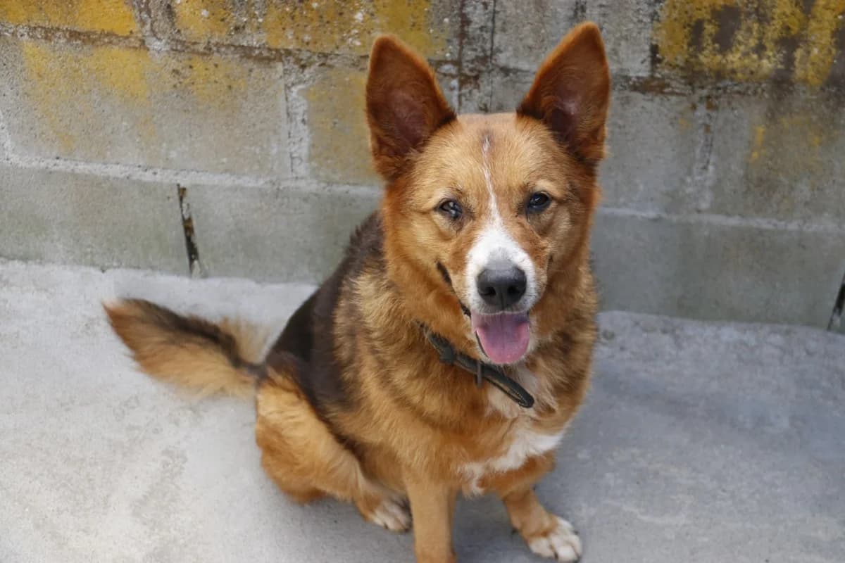 MAGGIE, senior Mixed Breed for adoption at APADAN A Coruña